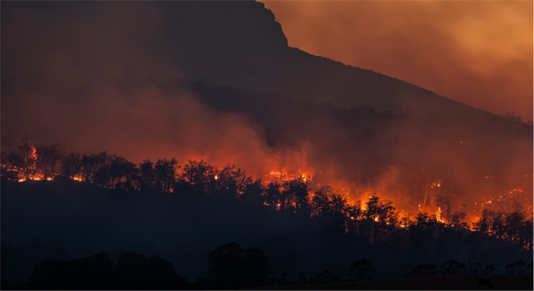 Climate Change Conservation David Shepherd Wildlife Foundation