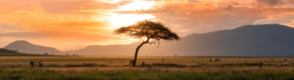 David Shepherd Wildlife Foundation