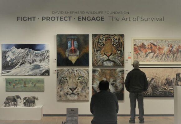 David Shepherd Wildlife Foundation