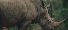 David Shepherd Wildlife Foundation