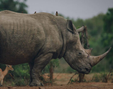David Shepherd Wildlife Foundation