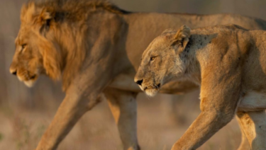 David Shepherd Wildlife Foundation