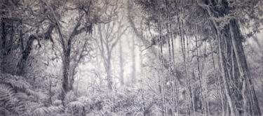 David Shepherd Wildlife Foundation