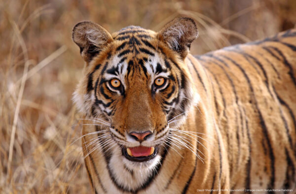 David Shepherd Wildlife Foundation