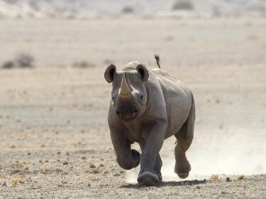 David Shepherd Wildlife Foundation