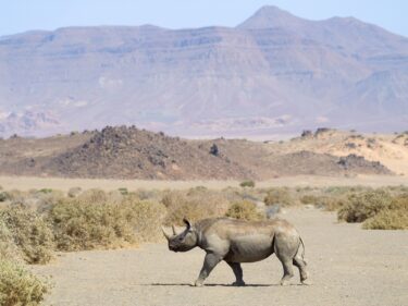 David Shepherd Wildlife Foundation