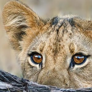 David Shepherd Wildlife Foundation