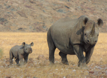 David Shepherd Wildlife Foundation