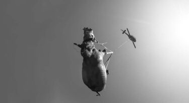 David Shepherd Wildlife Foundation