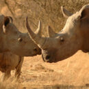 David Shepherd Wildlife Foundation