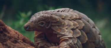 David Shepherd Wildlife Foundation