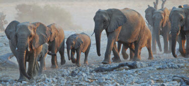 David Shepherd Wildlife Foundation