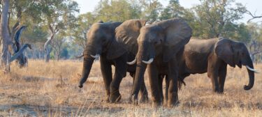 David Shepherd Wildlife Foundation