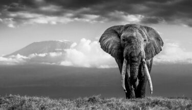 David Shepherd Wildlife Foundation