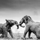 David Shepherd Wildlife Foundation