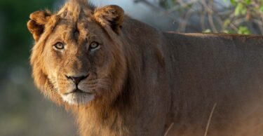Interesting Lion Facts  David Shepherd Wildlife Foundation