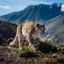 David Shepherd Wildlife Foundation