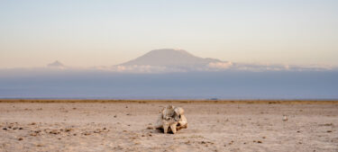 David Shepherd Wildlife Foundation