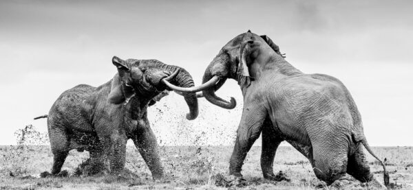 David Shepherd Wildlife Foundation