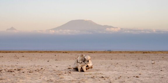 David Shepherd Wildlife Foundation