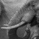 David Shepherd Wildlife Foundation