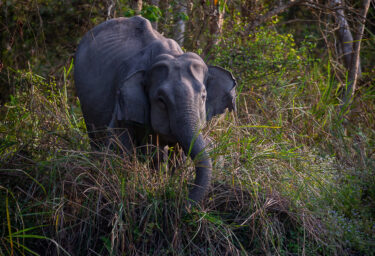 David Shepherd Wildlife Foundation