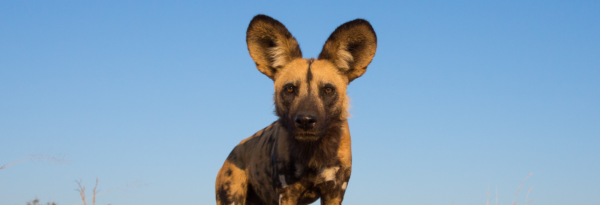 David Shepherd Wildlife Foundation