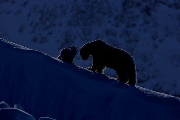 David Shepherd Wildlife Foundation