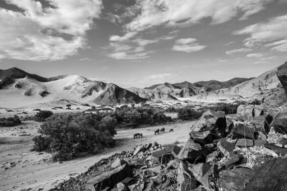 David Shepherd Wildlife Foundation