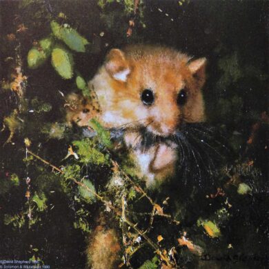 David Shepherd Wildlife Foundation