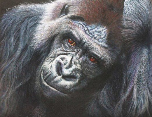 David Shepherd Wildlife Foundation