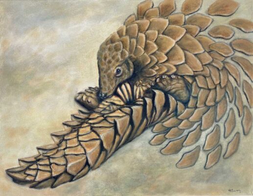 David Shepherd Wildlife Foundation