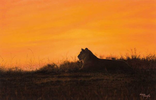 Interesting Lion Facts David Shepherd Wildlife Foundation Interesting Lion Facts David Shepherd Wildlife Foundation