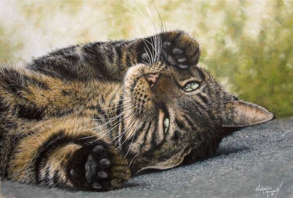 David Shepherd Wildlife Foundation