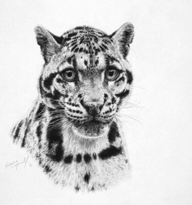 David Shepherd Wildlife Foundation