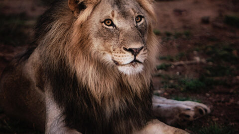 David Shepherd Wildlife Foundation