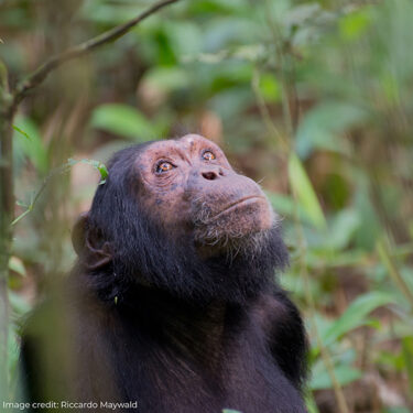 David Shepherd Wildlife Foundation