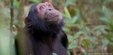 David Shepherd Wildlife Foundation