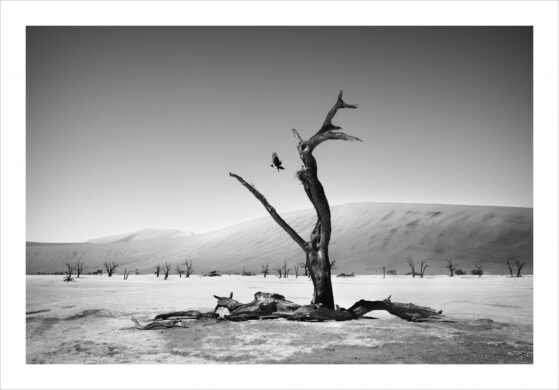 David Shepherd Wildlife Foundation