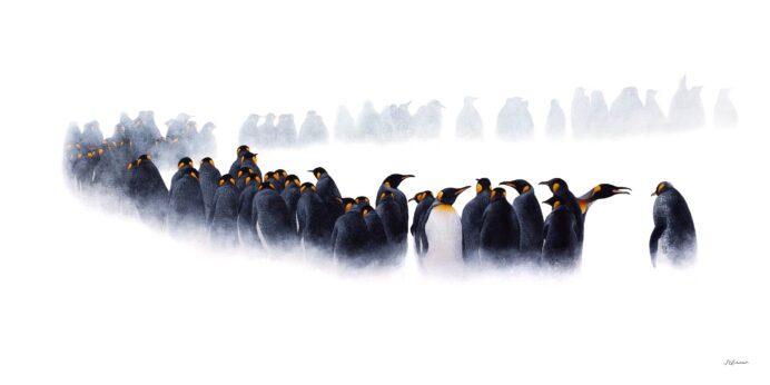 David Shepherd Wildlife Foundation