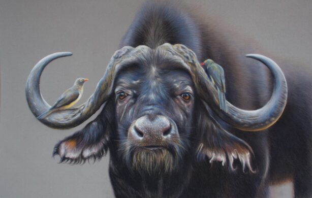 David Shepherd Wildlife Foundation