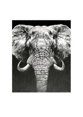 David Shepherd Wildlife Foundation