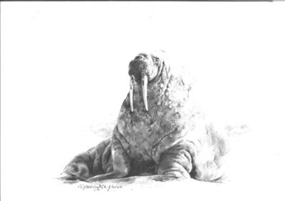 David Shepherd Wildlife Foundation