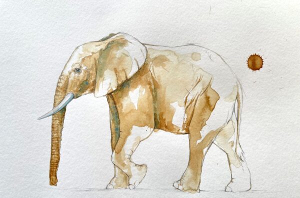 David Shepherd Wildlife Foundation