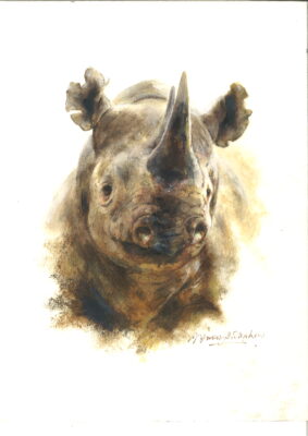 David Shepherd Wildlife Foundation