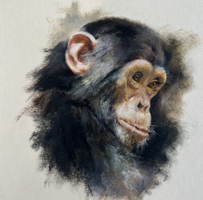 David Shepherd Wildlife Foundation