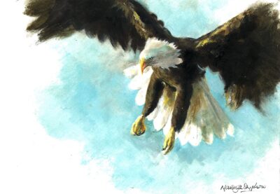 David Shepherd Wildlife Foundation