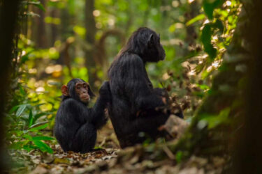 David Shepherd Wildlife Foundation