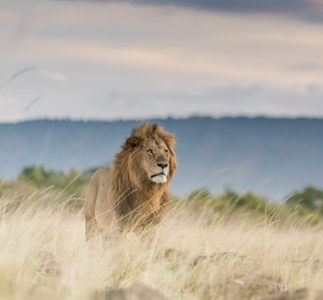 David Shepherd Wildlife Foundation