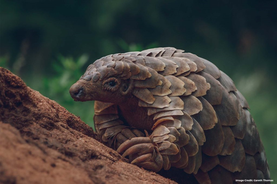 David Shepherd Wildlife Foundation